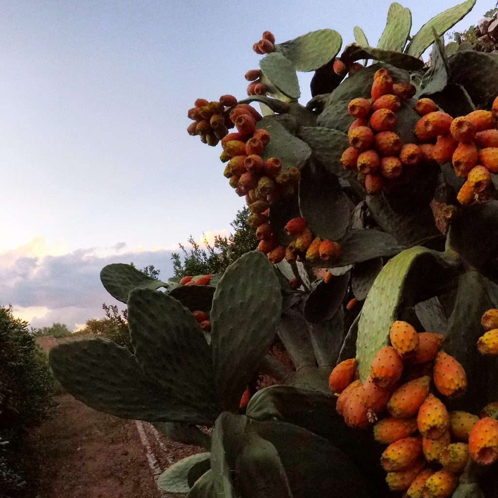 Un'oasi rurale tra storia e natura a Monopoli: Masseria Spina.
