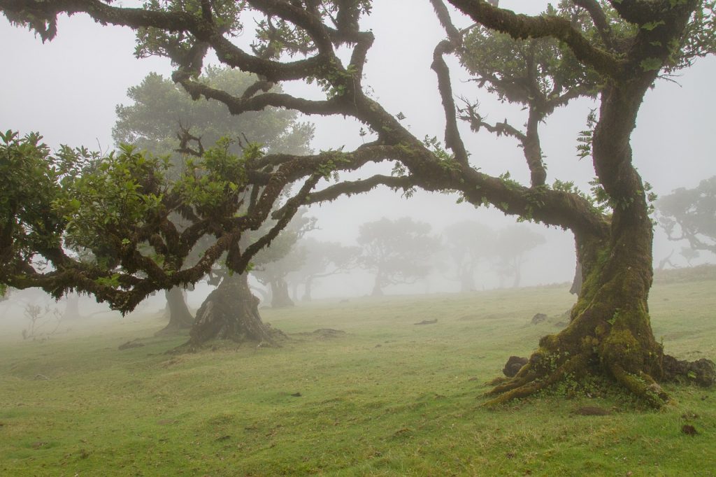 Cosa vedere a Madeira in 5 giorni Cosa vedere a Madeira in 5 giorni