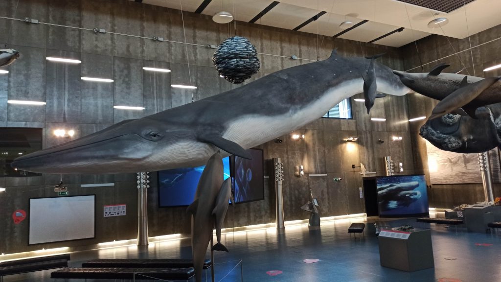 Il Museo della Balena di Caniçal a Madeira Il Museo della Balena di Caniçal a Madeira