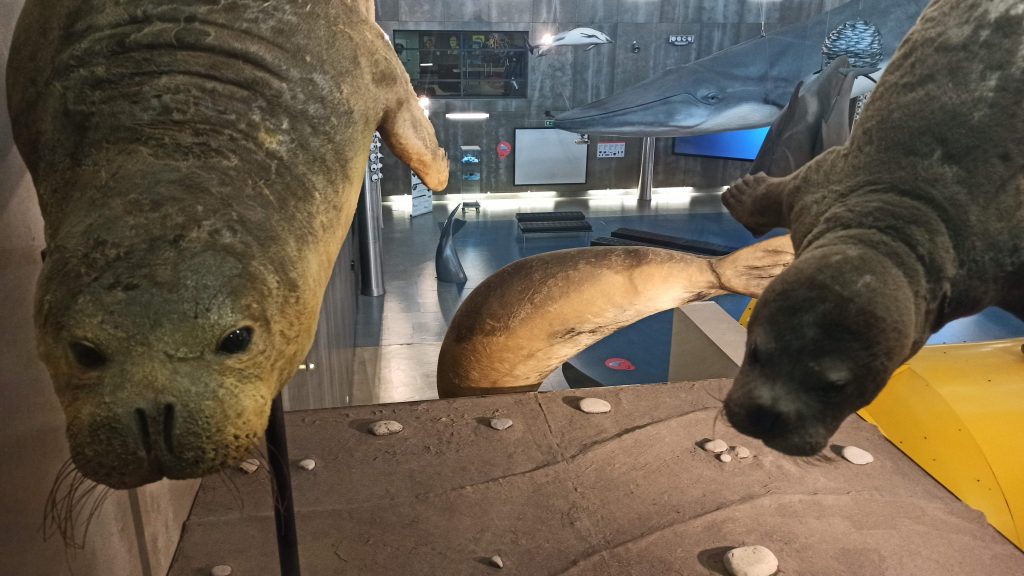 Il Museo della Balena di Caniçal a Madeira Il Museo della Balena di Caniçal a Madeira