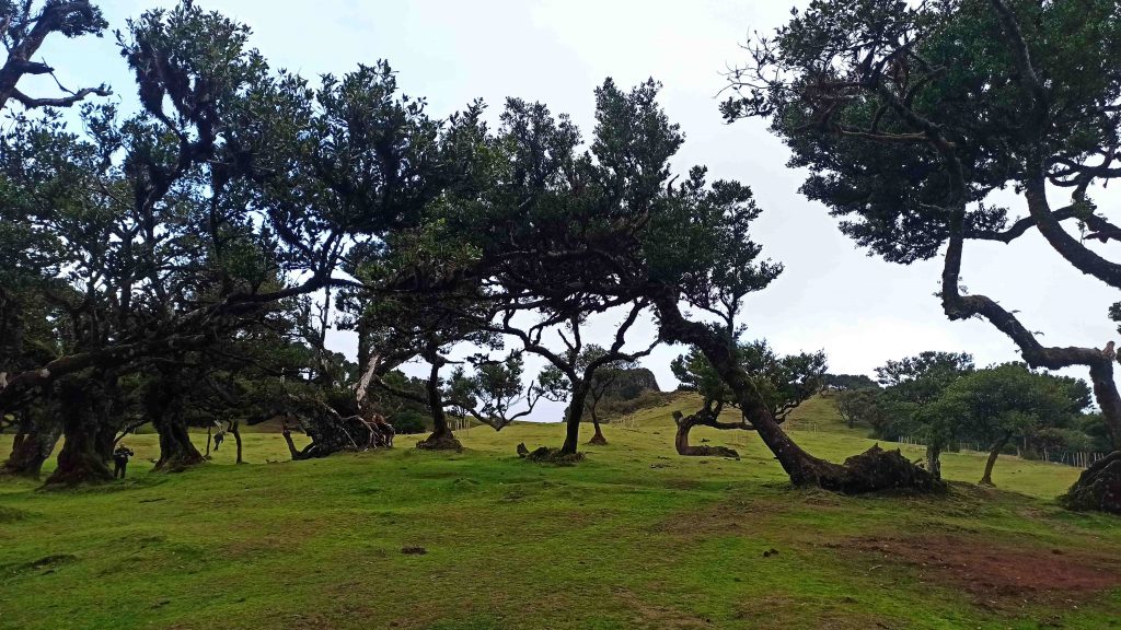 La Foresta Fanal di Madeira, guida completa La Foresta Fanal di Madeira, guida completa
