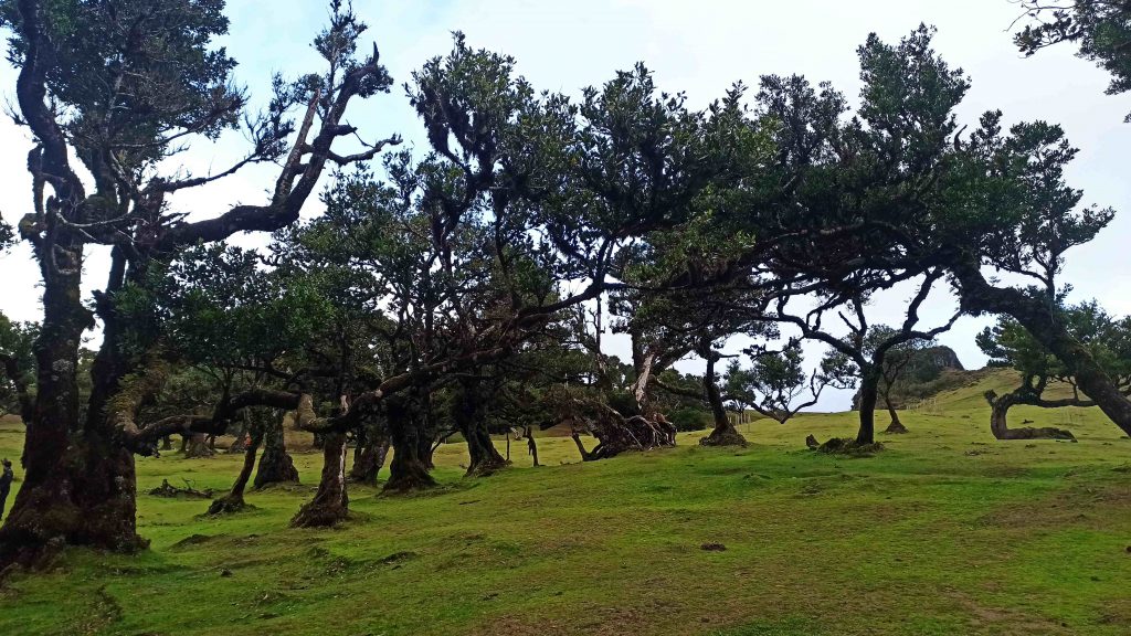 La Foresta Fanal di Madeira, guida completa La Foresta Fanal di Madeira, guida completa