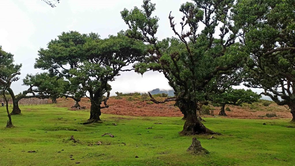 La Foresta Fanal di Madeira, guida completa La Foresta Fanal di Madeira, guida completa