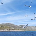 Telašćica e isole Kornati: escursione nella natura selvaggia
