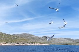 Telašćica e isole Kornati: escursione nella natura selvaggia